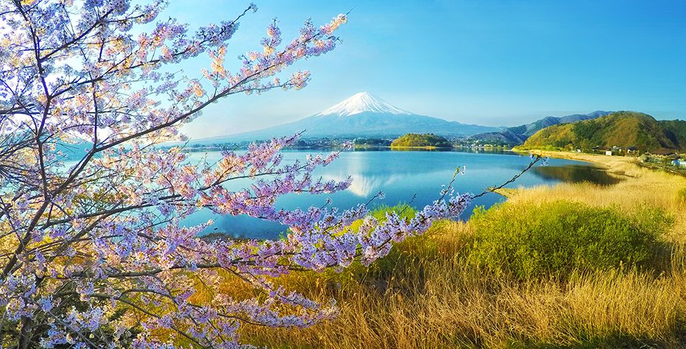 Mount Fuji With Cherry Blossoms In Full Bloom - Japan art print by Max Seigal for $57.95 CAD
