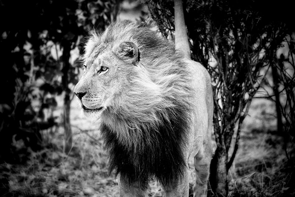 Majestic Lion In The Wild: Explore The King Of The Jungles Natural Habitat art print by Max Seigal for $57.95 CAD