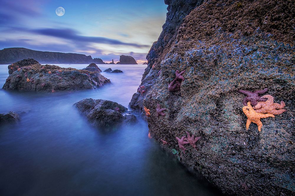 Stunning Coastal Beauty With Vibrant Starfish At Moonlit Twilight art print by Max Seigal for $57.95 CAD
