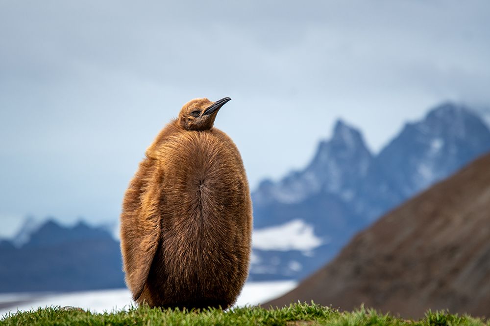 Young Fluffy Penguin Chick In Stunning Antarctic Landscape - Wildlife Photography At Its Best art print by Max Seigal for $57.95 CAD
