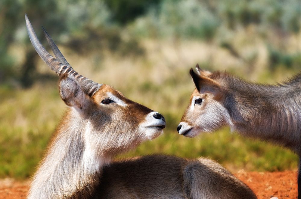 Waterbuck Pair In Serengeti: Capturing The Beauty Of African Wildlife In Natural Habitat art print by Max Seigal for $57.95 CAD