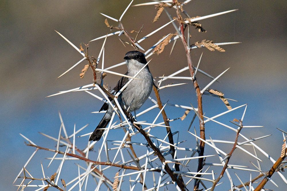 Bird Perched Among Thorny Branches: Explore Natures Unique Adaptations In The Wild art print by Max Seigal for $57.95 CAD