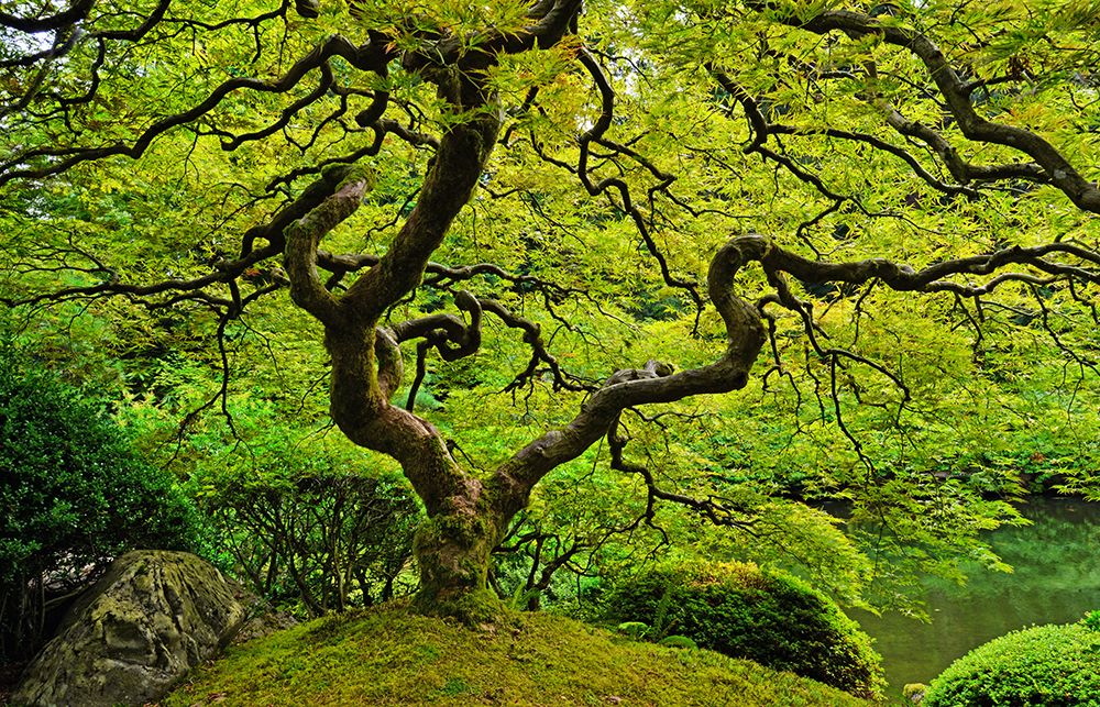Enchanting Japanese Maple Tree art print by Max Seigal for $57.95 CAD