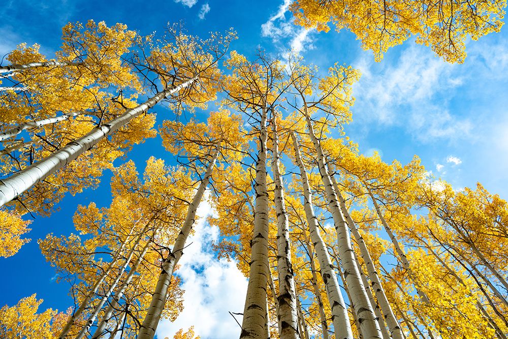 Golden Aspen Trees Against A Bright Blue Sky: Experience Natures Autumn Splendor art print by Max Seigal for $57.95 CAD