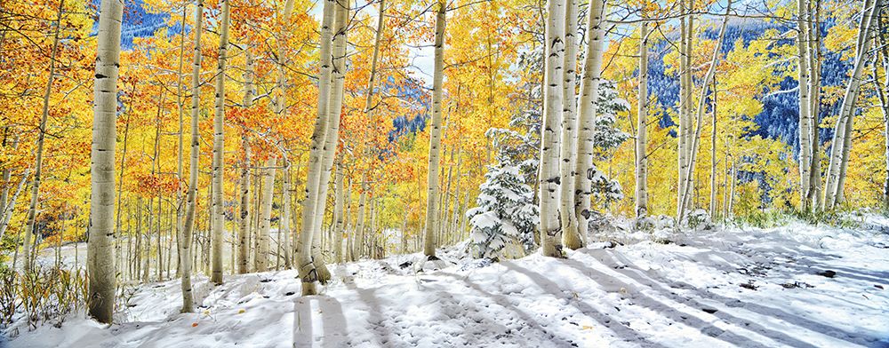 Explore The Beauty Of Autumn And Winter: Vibrant Fall Foliage Meets Fresh Snow art print by Max Seigal for $57.95 CAD