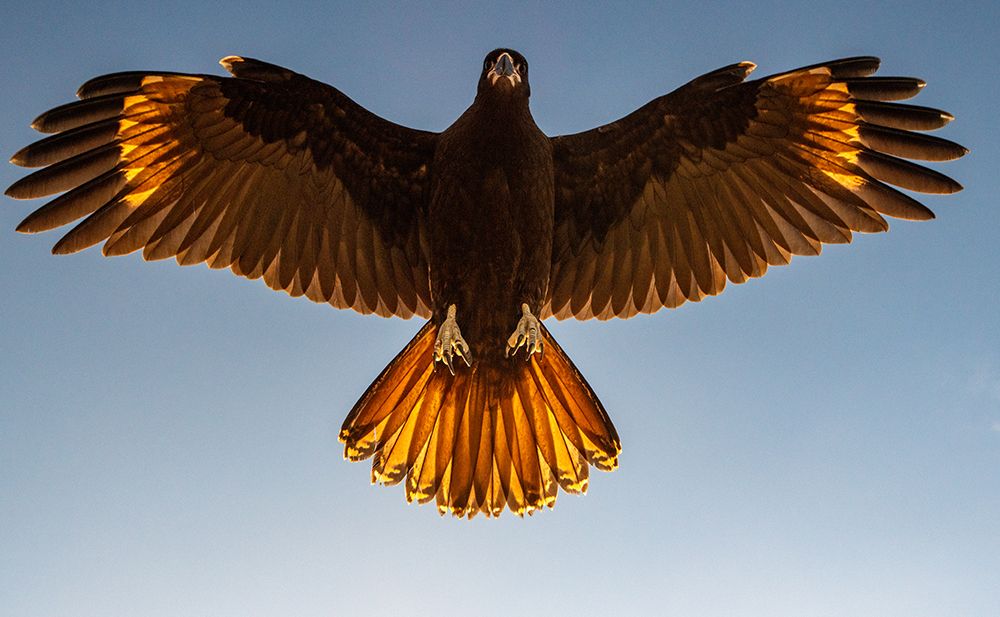 Majestic Eagle Soaring In Golden Sunlight - Captivating Bird Photography Against A Clear Blue Sky art print by Max Seigal for $57.95 CAD