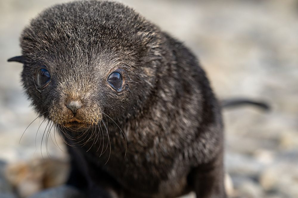 Adorable Baby Seal Pup On Rocky Shoreline art print by Max Seigal for $57.95 CAD