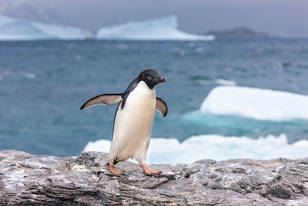 Adelie Penguin, Icebergs At Shingle Cove, Coronation Island, South Orkney Islands, Southern Ocean art print by Patrick J Endres for $57.95 CAD