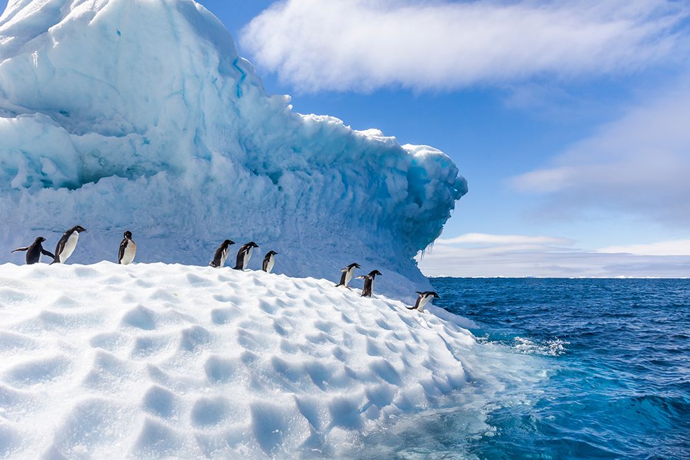Adelie Penguins Hauled Out On Floating Icebergs Near Paulet Island, Antarctic Peninsula. art print by Patrick J Endres for $57.95 CAD
