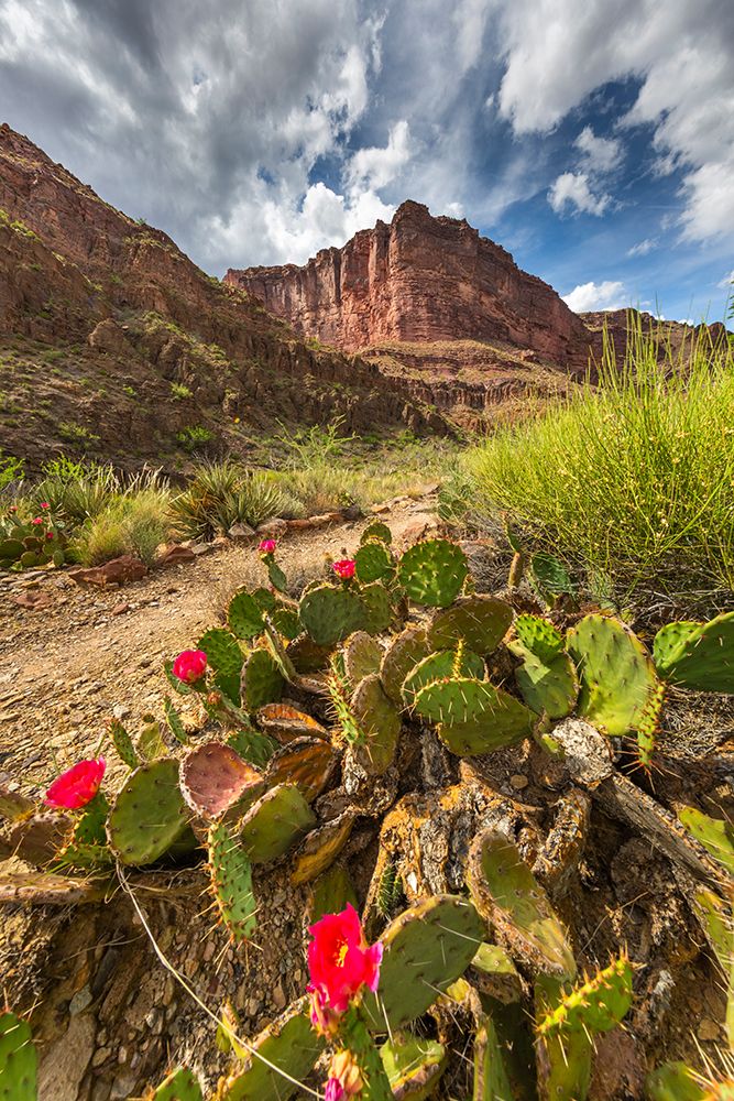 Prickly Pear Cactus Blossoms, Grand Canyon National Park. art print by Patrick J Endres for $57.95 CAD