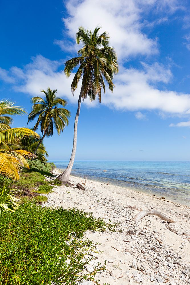 White Sand Beach On Laughing Bird Caye National Park, Is Small Isle 11 Miles Off The Coast Of Belize art print by Patrick J Endres for $57.95 CAD