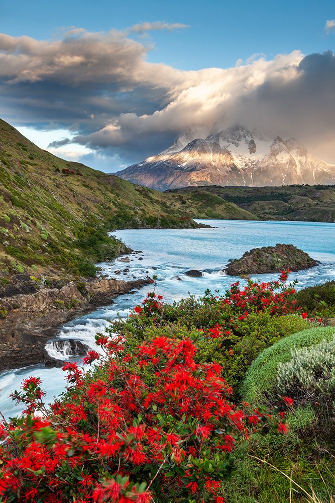 Blooming Firebush And Clouds Over Grande Paine Summit, Pehoe Lake, Patagonia, Torres Del Paine Chile art print by Patrick J Endres for $57.95 CAD
