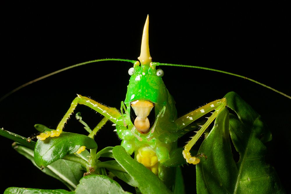 Katydid, Monte Verde, Costa Rica, Central America art print by Patrick J Endres for $57.95 CAD