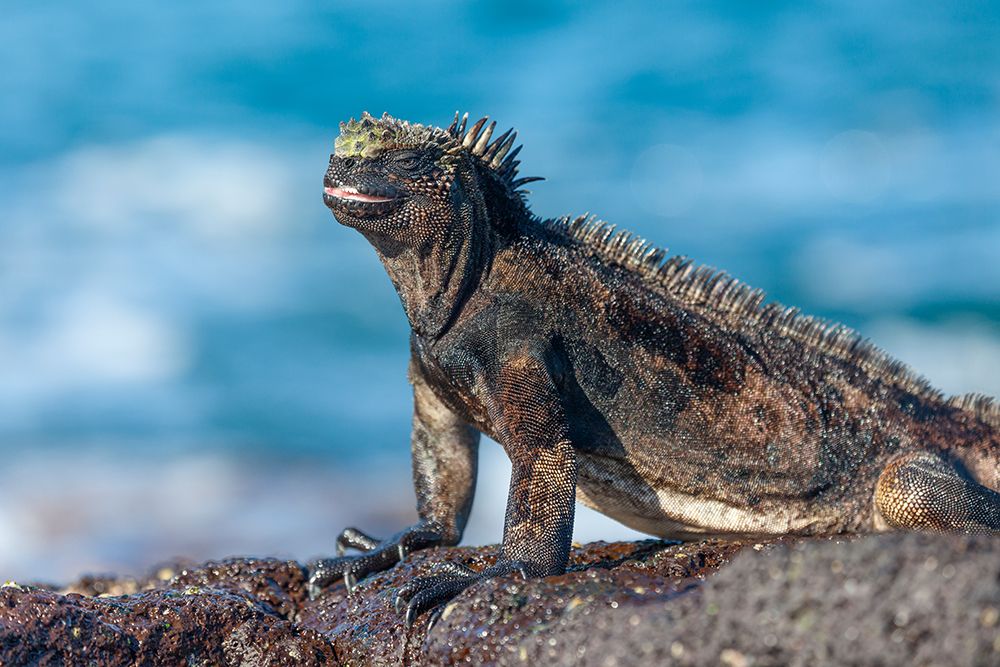 Marine Iguana, James Bay, Stantiago Island, Galapagos Islands, Ecuador. art print by Patrick J Endres for $57.95 CAD