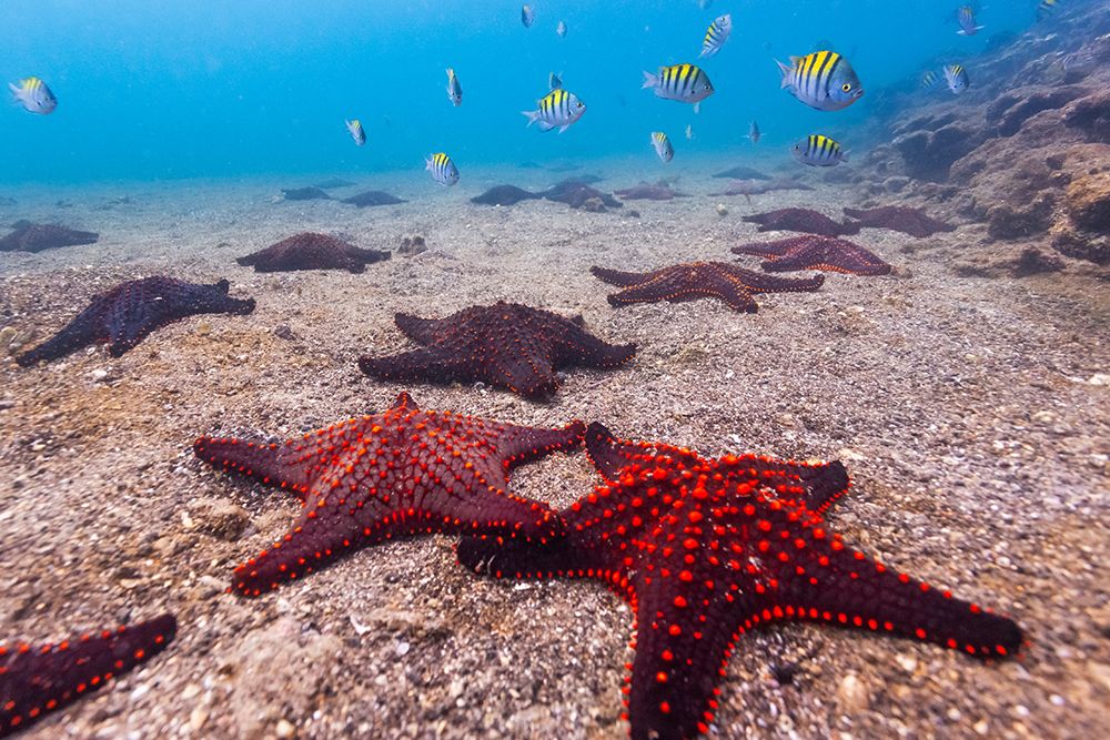 Colorful Sea Stars On The Ocean Floor, Bartolome Island, Galapagos Islands, Ecuador art print by Patrick J Endres for $57.95 CAD