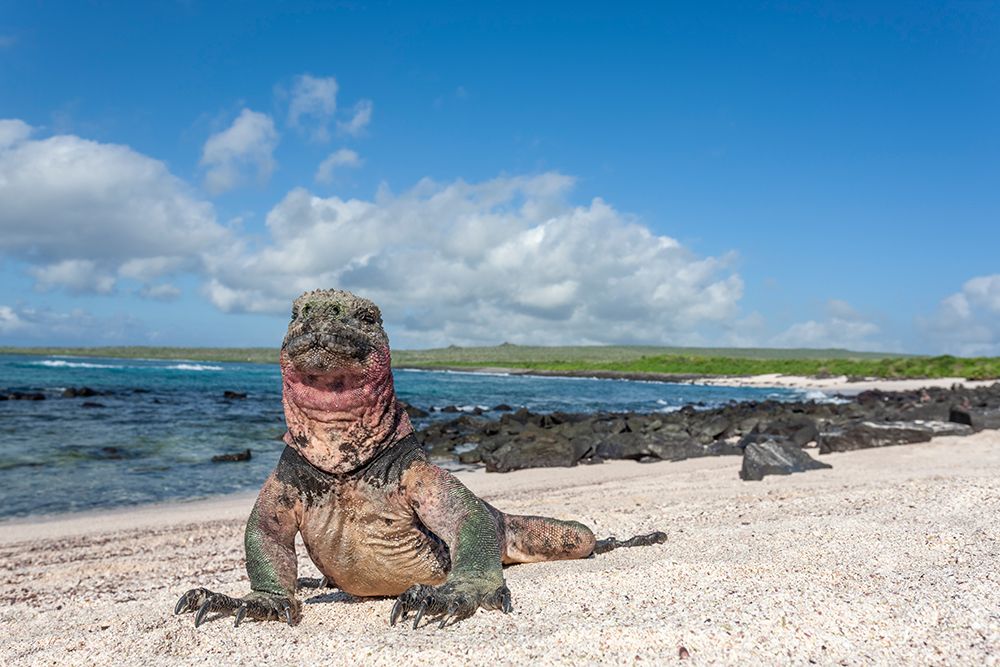 Uniquely Colored Red And Green Marine Iguanas, Punto Suarez, Espanola Island, Galapagos Ecuador. art print by Patrick J Endres for $57.95 CAD