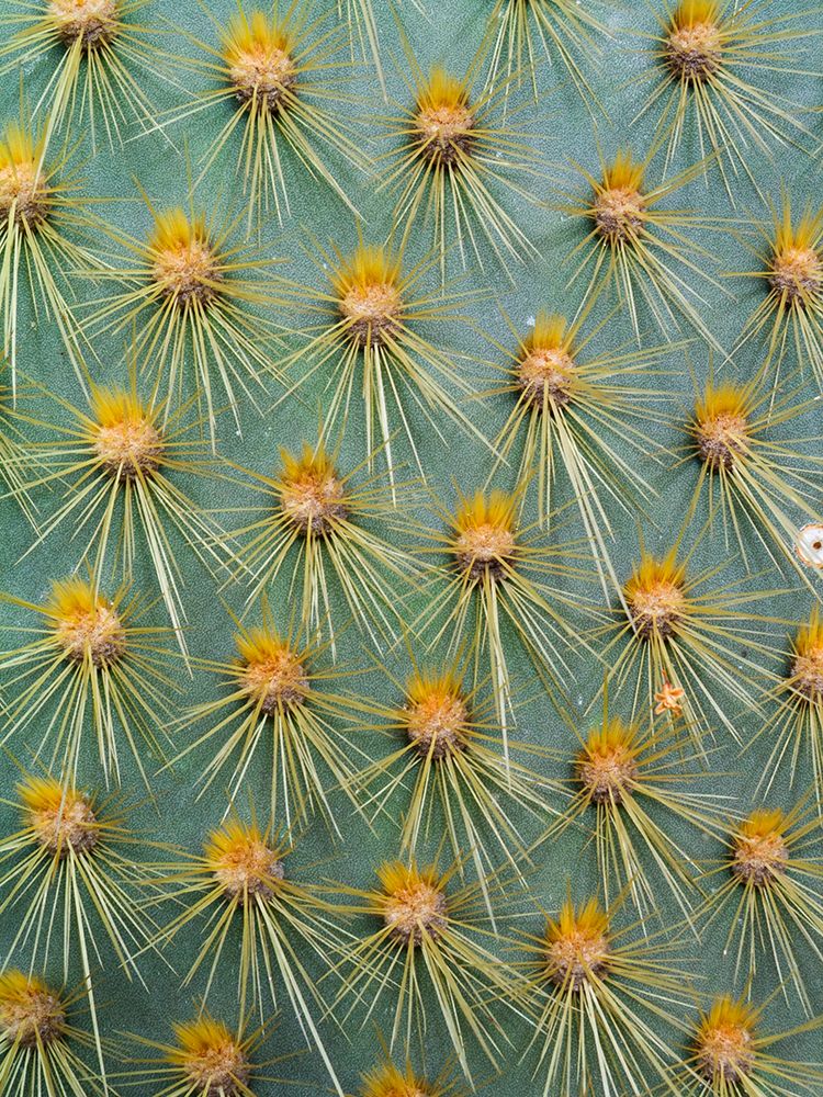 Prickly Pear Cactus, Galapagos Islands, Ecuador art print by Patrick J Endres for $57.95 CAD