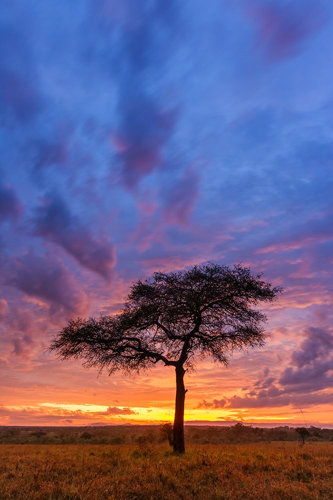 Morning Sunrise Over The Umbrella Acacia Tree, Masai Mara, Kenya, Africa art print by Patrick J Endres for $57.95 CAD