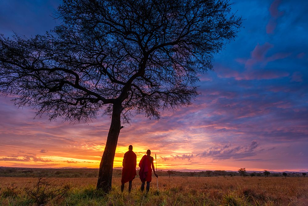 Masai Tribesman At Dawn On African Savannah By An Umbrella Acacia Tree, Masai Mara, Kenya, Africa art print by Patrick J Endres for $57.95 CAD