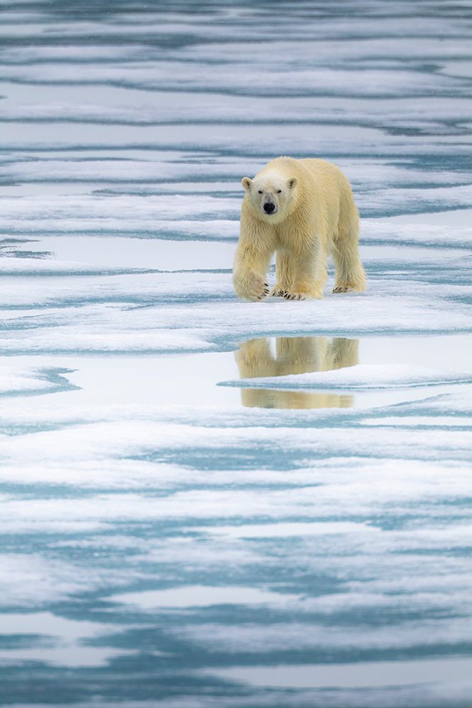 Polar Bear On The Pack Ice In The Svalbard Archipelago. art print by Patrick J Endres for $57.95 CAD