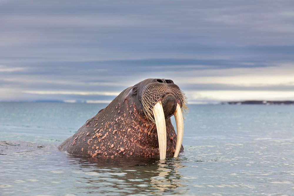 Male Walrus In The Waters Surrounding Svalbard art print by Patrick J Endres for $57.95 CAD