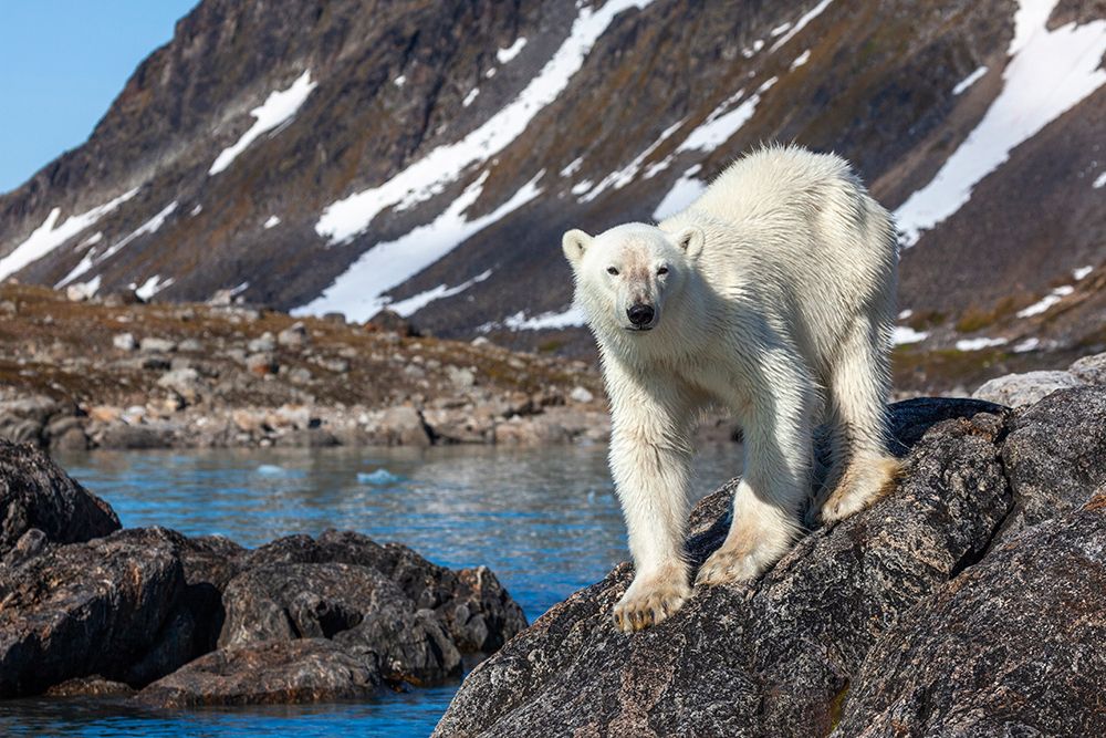 Polar Bear On Rocky Island, Svalbard art print by Patrick J Endres for $57.95 CAD