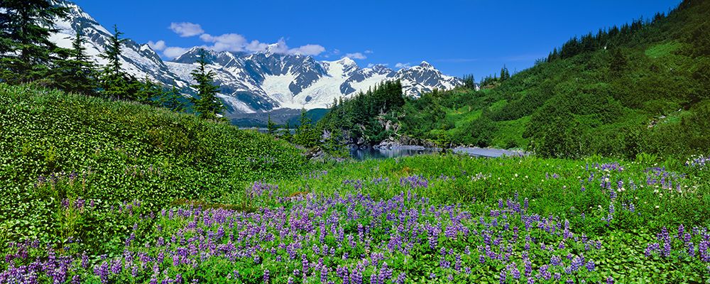 Field Of Arctic Lupine Wildflowers, Harriman Fjord, Chugach Mountains, Prince William Sound, Alaska art print by Patrick J Endres for $57.95 CAD