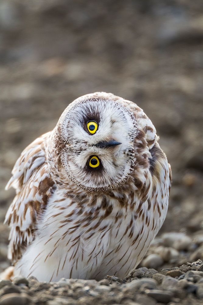 Inquisitive Short-Eared Owl Stares Intently While Standing On Surface On Alaskas Arctic Slope. art print by Patrick J Endres for $57.95 CAD