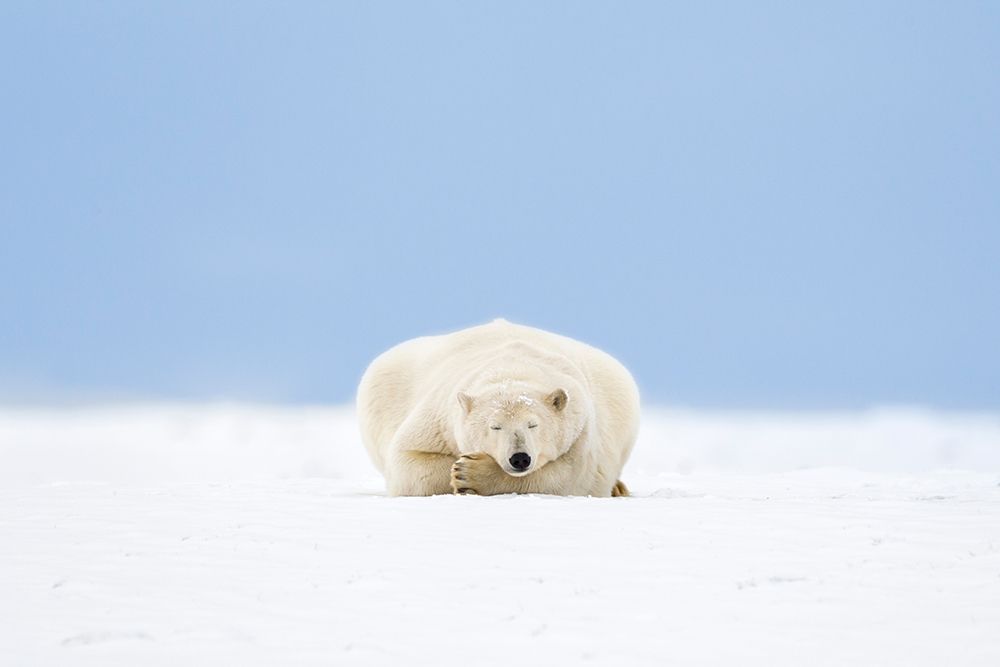 Polar Bear Sleeps On Snow Covered Arctic Barrier Island In Alaskas Beaufort Sea, Arctic Refuge. art print by Patrick J Endres for $57.95 CAD