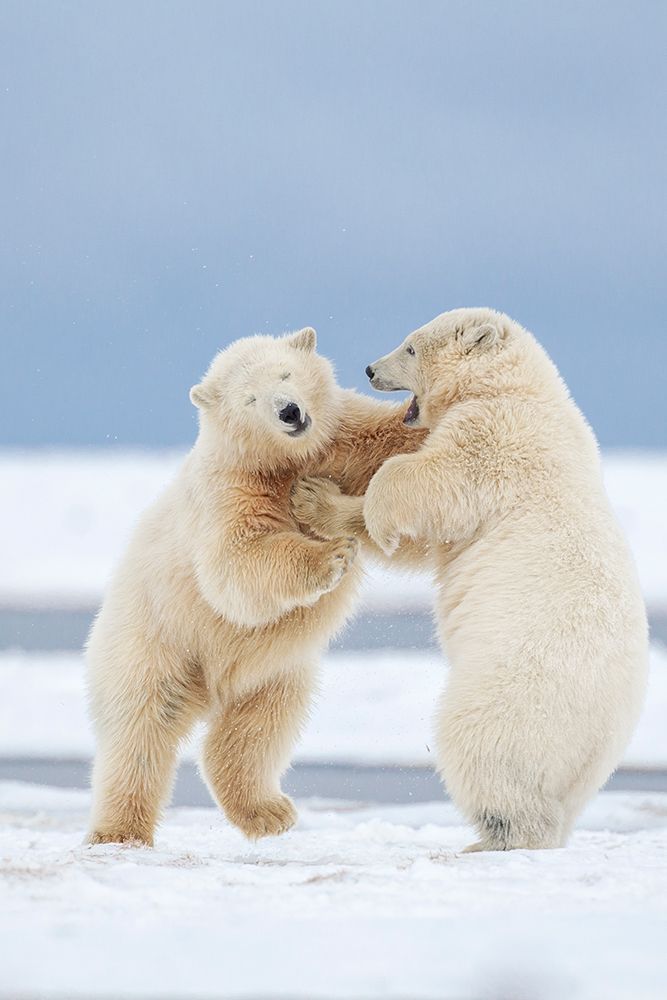 Polar Bear Cubs Play Fight In Snow On Barrier Island In Alaskas Beaufort Sea, Arctic Refuge. art print by Patrick J Endres for $57.95 CAD
