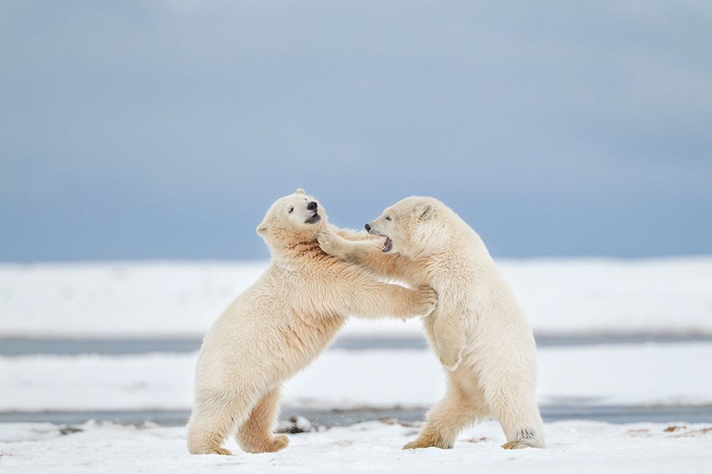 Polar Bear Cubs Play Fight In Snow On Barrier Island In Alaskas Beaufort Sea, Arctic Refuge. art print by Patrick J Endres for $57.95 CAD