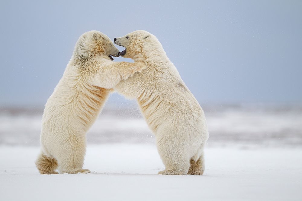 Two Polar Bear Play Fight In Snow On Barrier Island In Arctic National Wildlife Refuge Of Alaska. art print by Patrick J Endres for $57.95 CAD