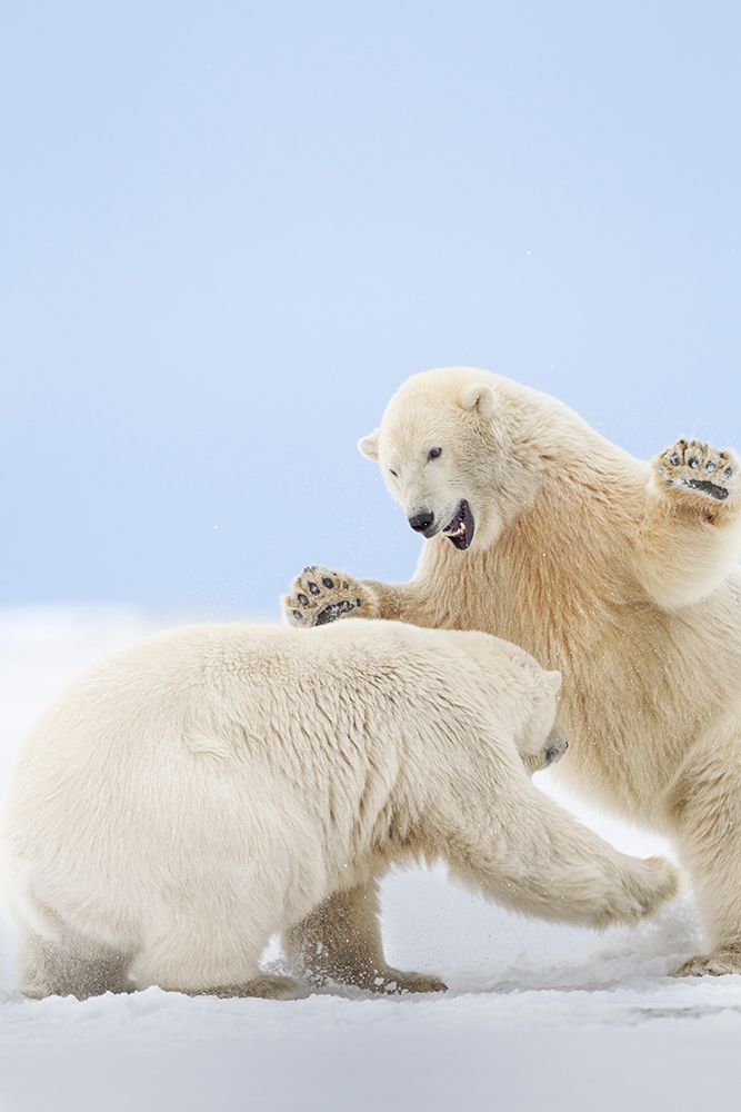 Two Polar Bear Play Fight In Snow On Barrier Island In Arctic National Wildlife Refuge Of Alaska. art print by Patrick J Endres for $57.95 CAD