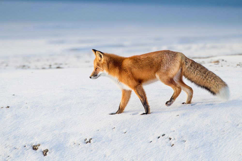 A Red Fox Stands On The Snow Covered Tundra Of Alaskas Arctic North Slope art print by Patrick J Endres for $57.95 CAD