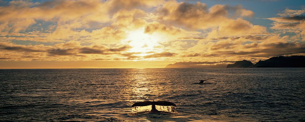 Digital Composite: Humpback Whale Sounds In Hinchinbrook Entrance, Prince William Sound, Alaska art print by Patrick J Endres for $57.95 CAD