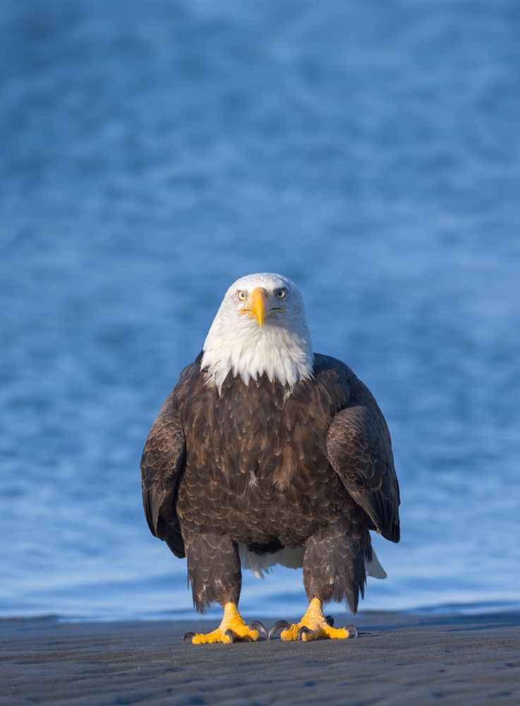 Bald Eagle Stands On A Sandy Beach Along The Coast Of The Spit In Homer, Southcentral Alaska art print by Patrick J Endres for $57.95 CAD