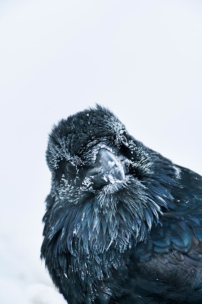 Common Raven With Frosted Feathers In Minus 40 Degree Temperatures, Fairbanks, Alaska art print by Patrick J Endres for $57.95 CAD