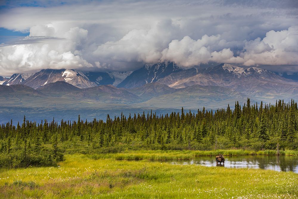 Cow Moose Stands In A Tundra Pond In The Alaska Range, Interior, Alaska. art print by Patrick J Endres for $57.95 CAD