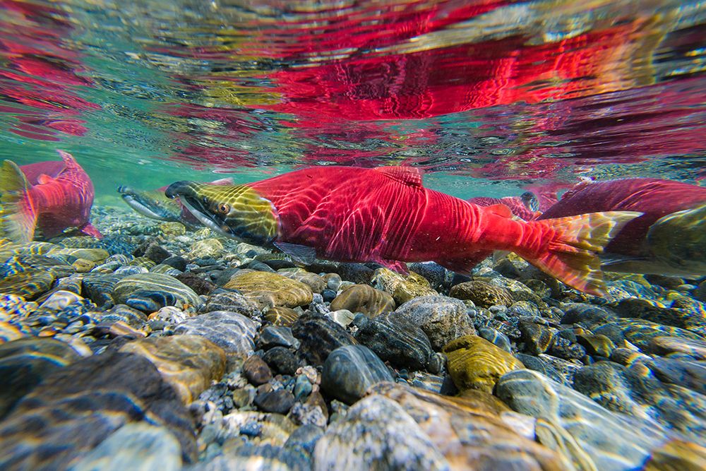 Red Salmon Or \Sockeye\ In Spawning Phase (Red Body And Green Head) In Small Stream In Mountains. art print by Patrick J Endres for $57.95 CAD