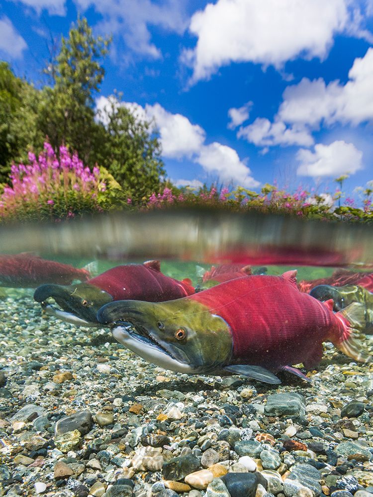 Red Salmon Or \Sockeye\ In Spawning Phase (Red Body And Green Head) In Small Stream In Mountains. art print by Patrick J Endres for $57.95 CAD