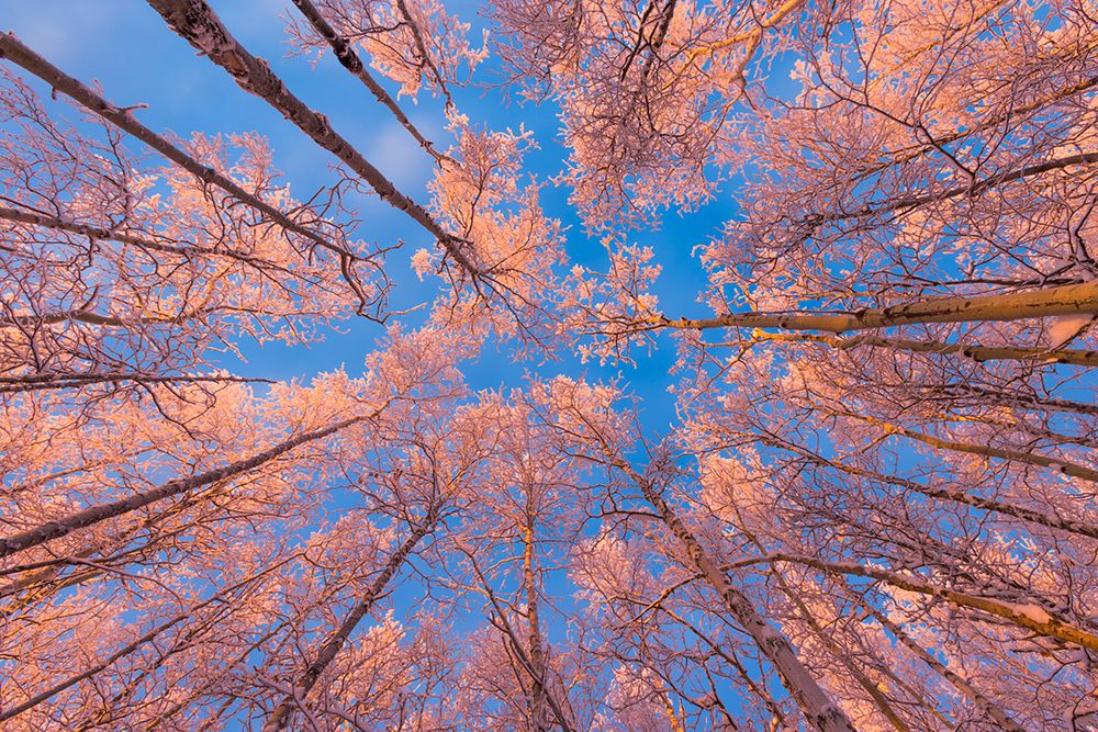 Pink Sunrise Light Falls On Frosty Birch And Aspen Trees Of Boreal Forest On December Alaska. art print by Patrick J Endres for $57.95 CAD