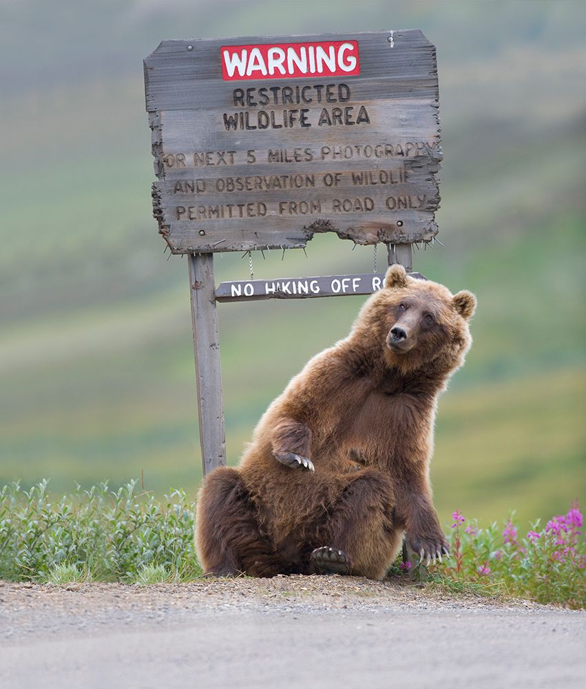 Grizzly Bear Scratches A Roadside Sign In Sable Pass, Denali National Park, Alaska art print by Patrick J Endres for $57.95 CAD