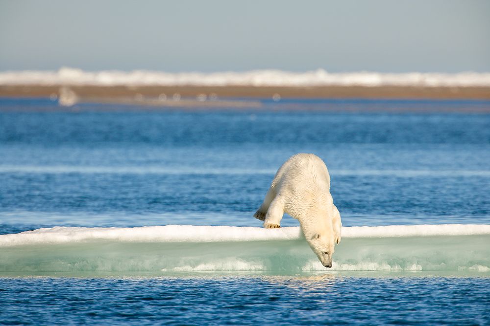 Polar Bear On Ice Berg In The Beaufort Sea, Off The Coast Of Barter Island, Kaktovik, Alaska art print by Patrick J Endres for $57.95 CAD