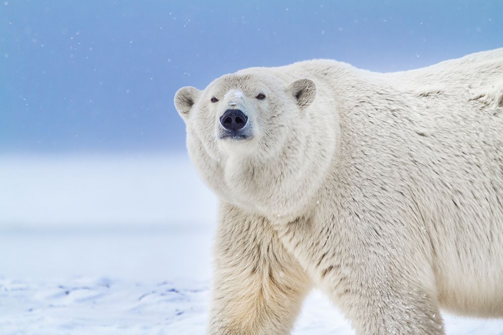Portrait Of Adult Female Polar Bear In Snow On Island In The Beaufort Sea On Alaskas Arctic Coast. art print by Patrick J Endres for $57.95 CAD