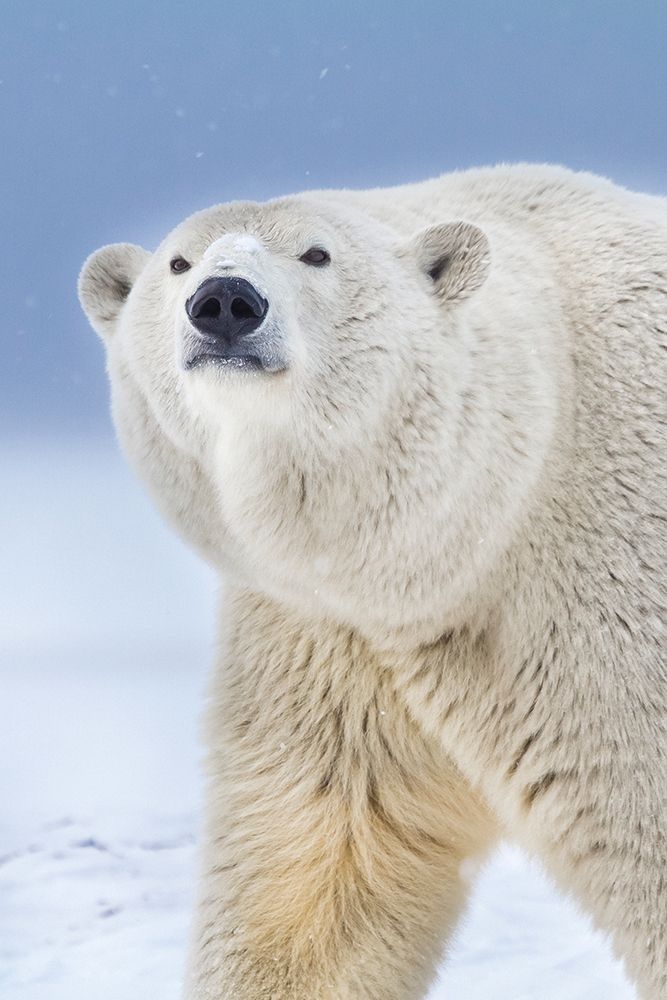 Portrait Of Adult Female Polar Bear In Snow On Island In The Beaufort Sea On Alaskas Arctic Coast. art print by Patrick J Endres for $57.95 CAD