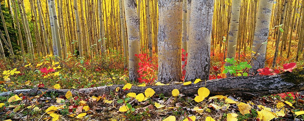 Boreal Forest Floor, Highbush Cranberries, Aspen Trees, Golden Aspen Leaves, Fairbanks, Alaska. art print by Patrick J Endres for $57.95 CAD