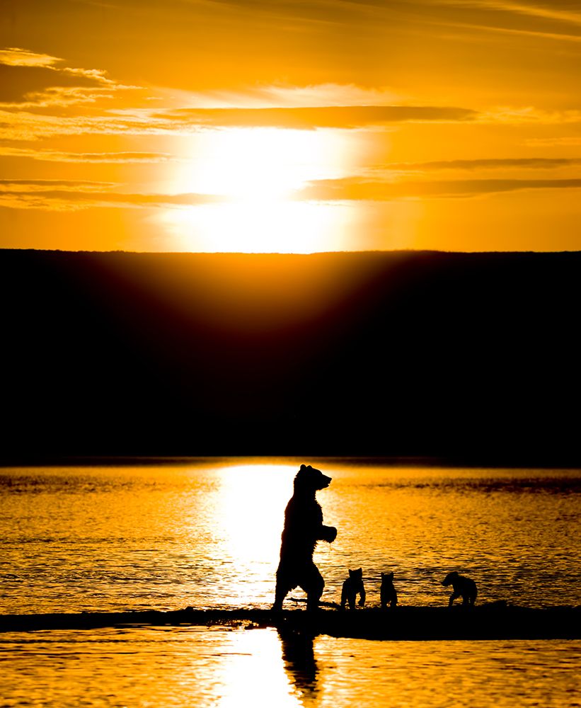 Digital Composite Image: Two Images, One Of The Sky And One Of The Bears art print by Patrick J Endres for $57.95 CAD