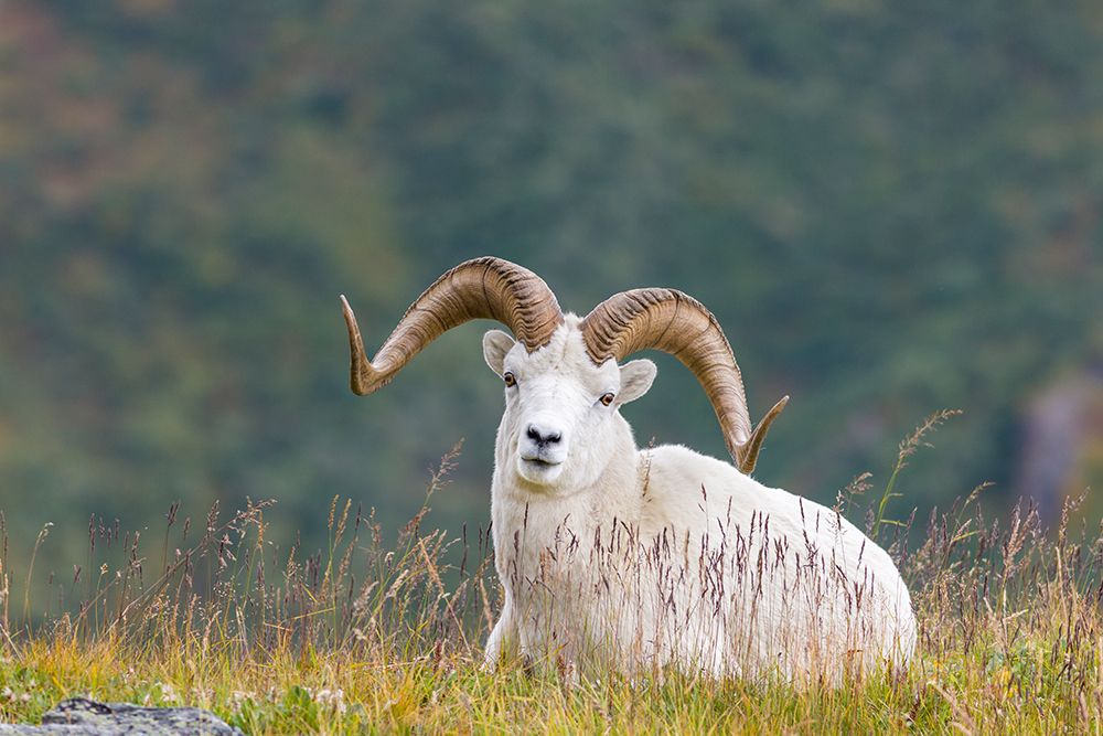 Dall Sheep Ram On A Mountain Ridge In Denali National Park, Interior, Alaska. art print by Patrick J Endres for $57.95 CAD