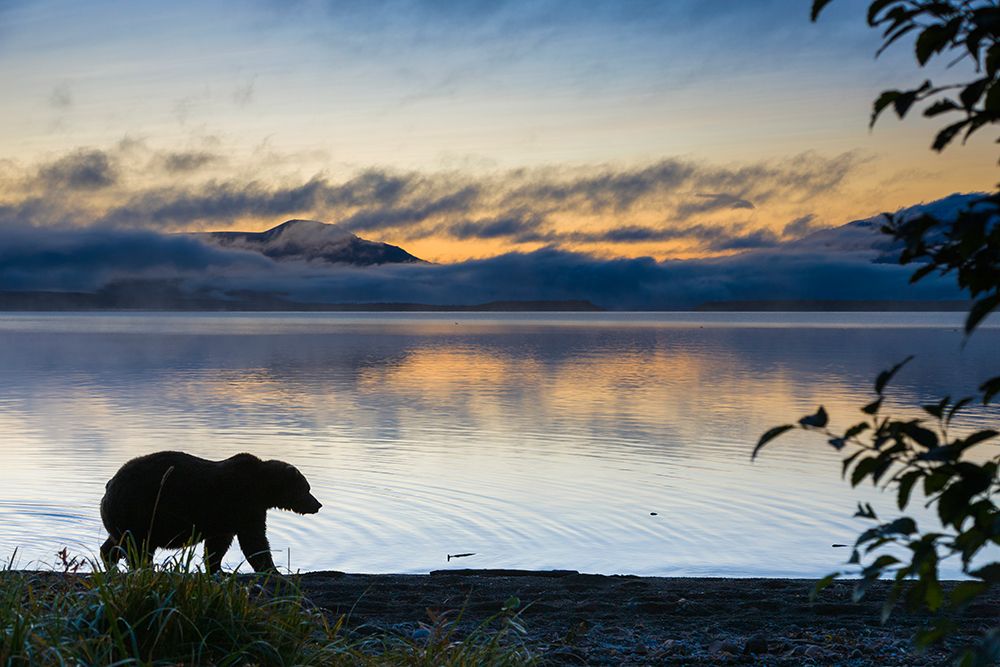 Brown Bear Walks Along Shores Of Naknek Lake At Dawn, Kejulik Mountains In Distance, Katmai Alaska. art print by Patrick J Endres for $57.95 CAD