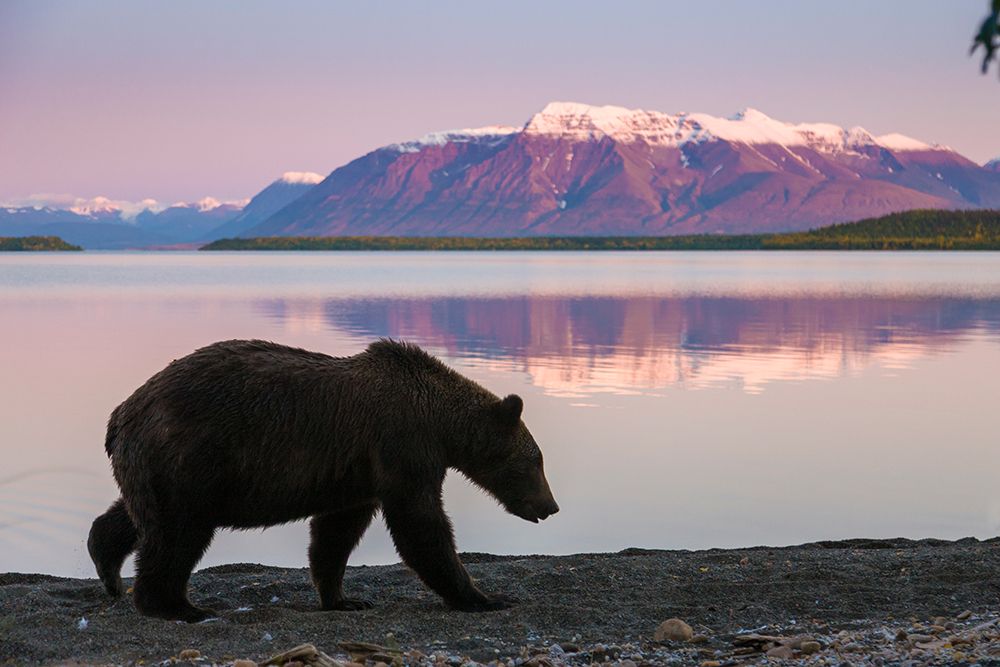 Brown Bear Walks Along The Shores Of Naknek Lake, Mount Katolinat, Katmai National Park, Alaska. art print by Patrick J Endres for $57.95 CAD